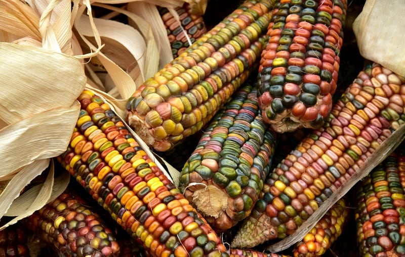 Autumn Harvest